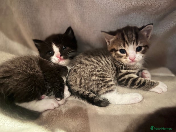 Mixed Breed cats - Advert 13