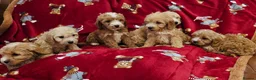 Cockapoo dogs for sale: ⚜️Pure Quality Cockapoos ⚜️ - Advert 29