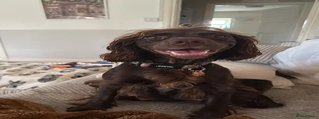 Delilah 