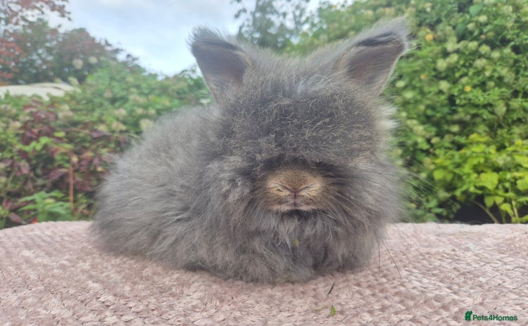 Angora rabbits 💙READY NOW💙- Large Angora boy 💙  - Advert 1