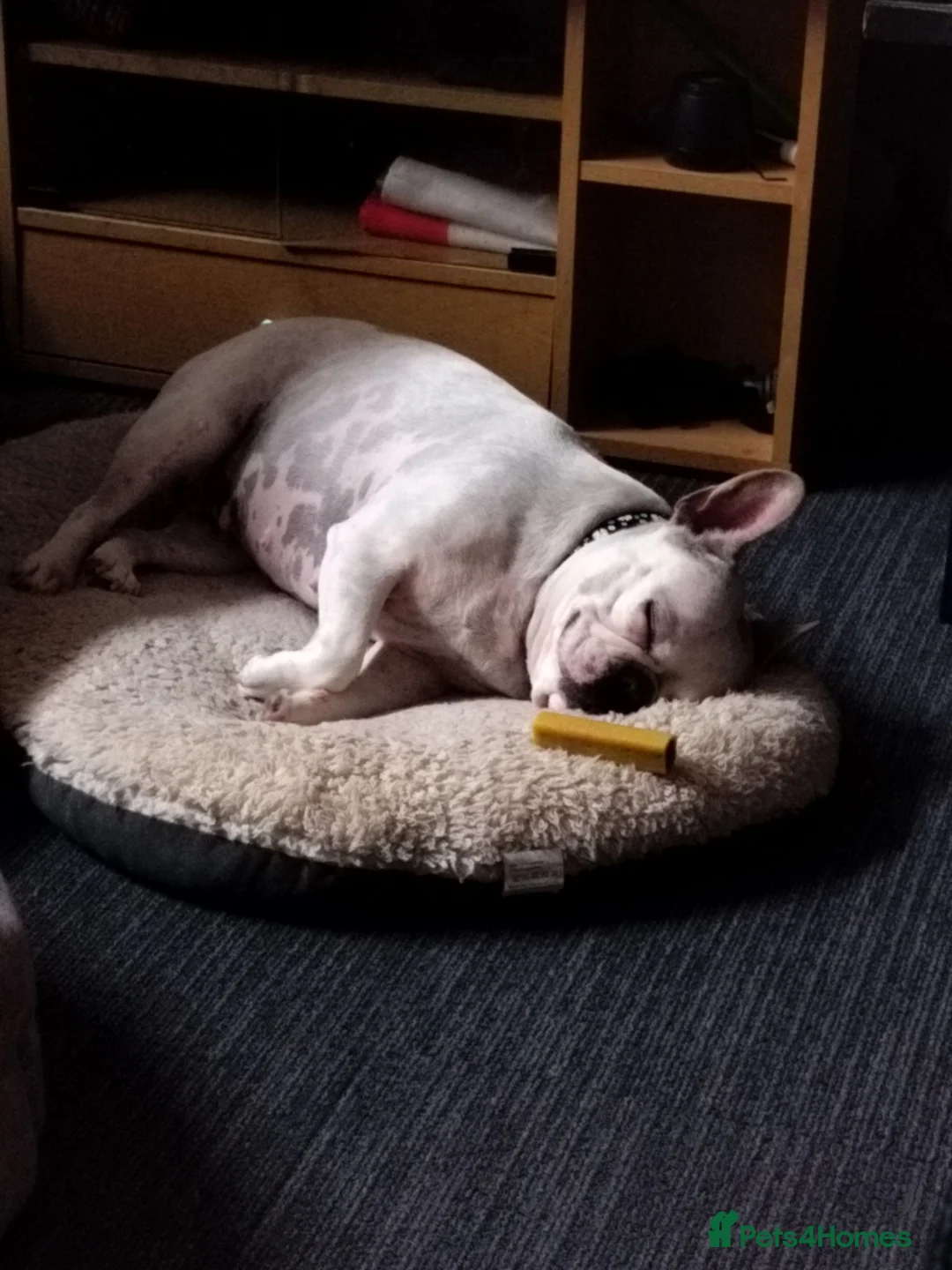 French Bulldog dogs for sale: French bulldog  - Advert 4