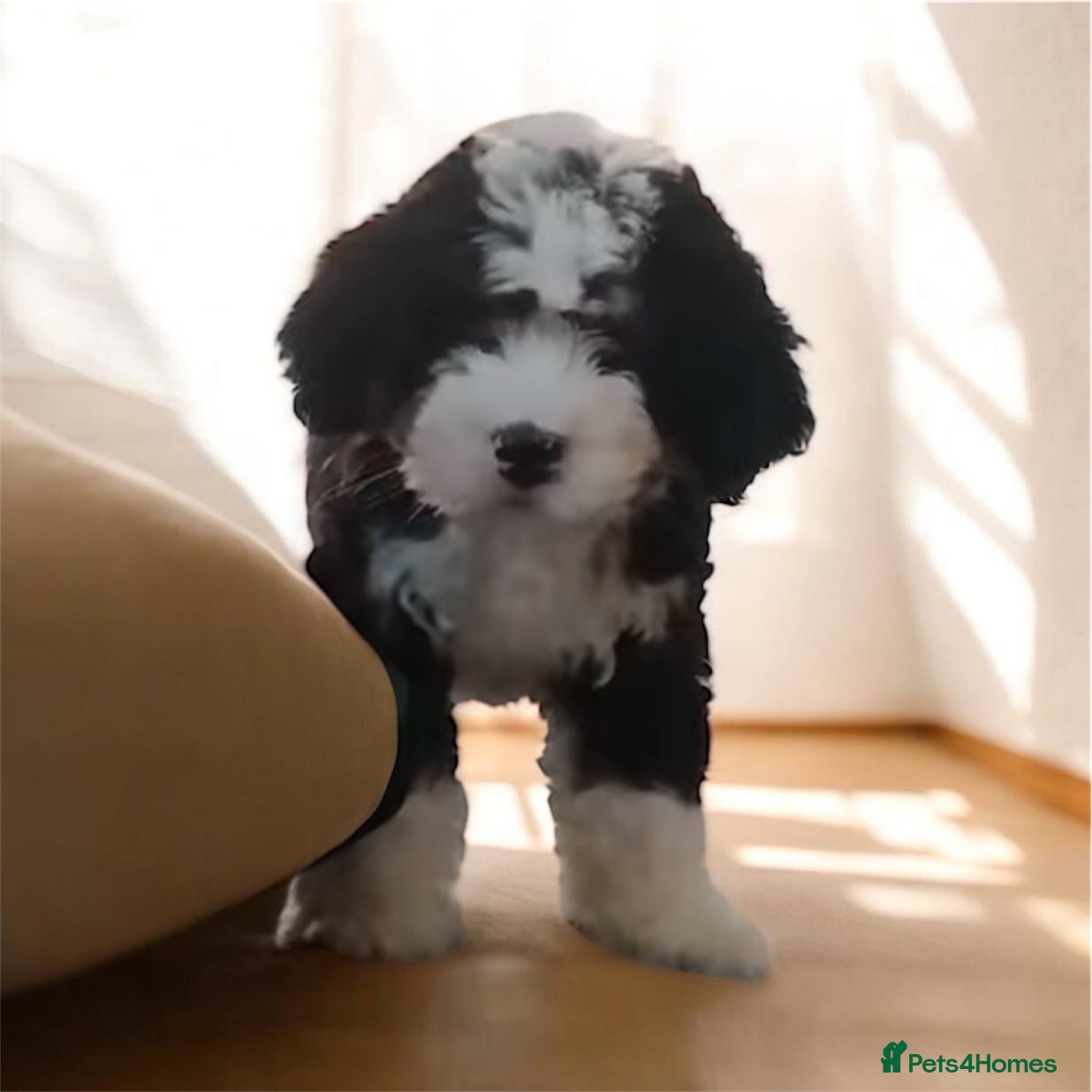 Bernedoodle dogs Beautiful Tri colour Bernedoodle boy - Advert 1