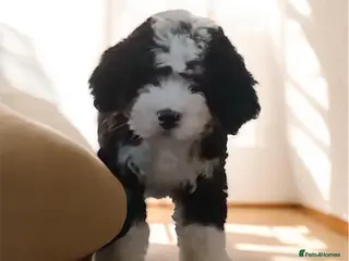 Bernedoodle dogs Beautiful Tri colour Bernedoodle boy - Advert 1