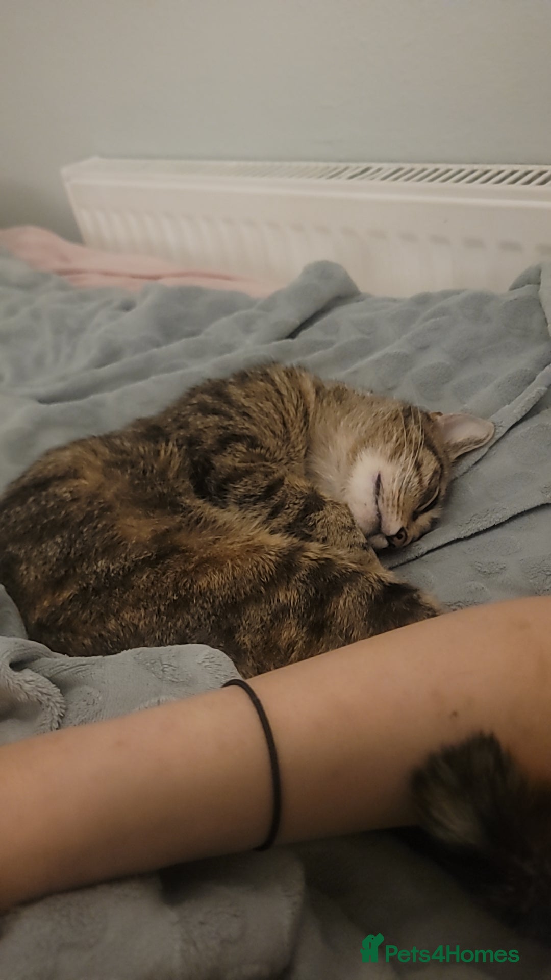 Mixed Breed cats for sale: 3 female kittens - Advert 7