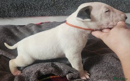 English Bull Terrier dogs for sale: Top Quality English bull terriers! - Advert 15