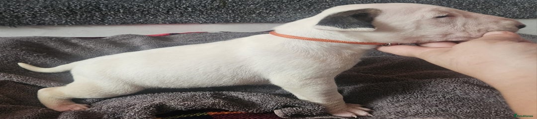 English Bull Terrier Puppy 4