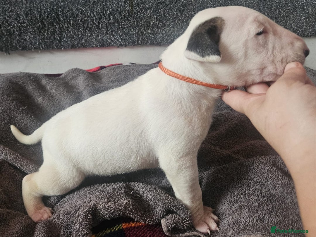 English Bull Terrier dogs for sale: Top Quality English bull terriers! - Advert 15