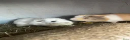 Guinea Pig rodents for sale: Guinea pigs for sale females and males - Advert 1