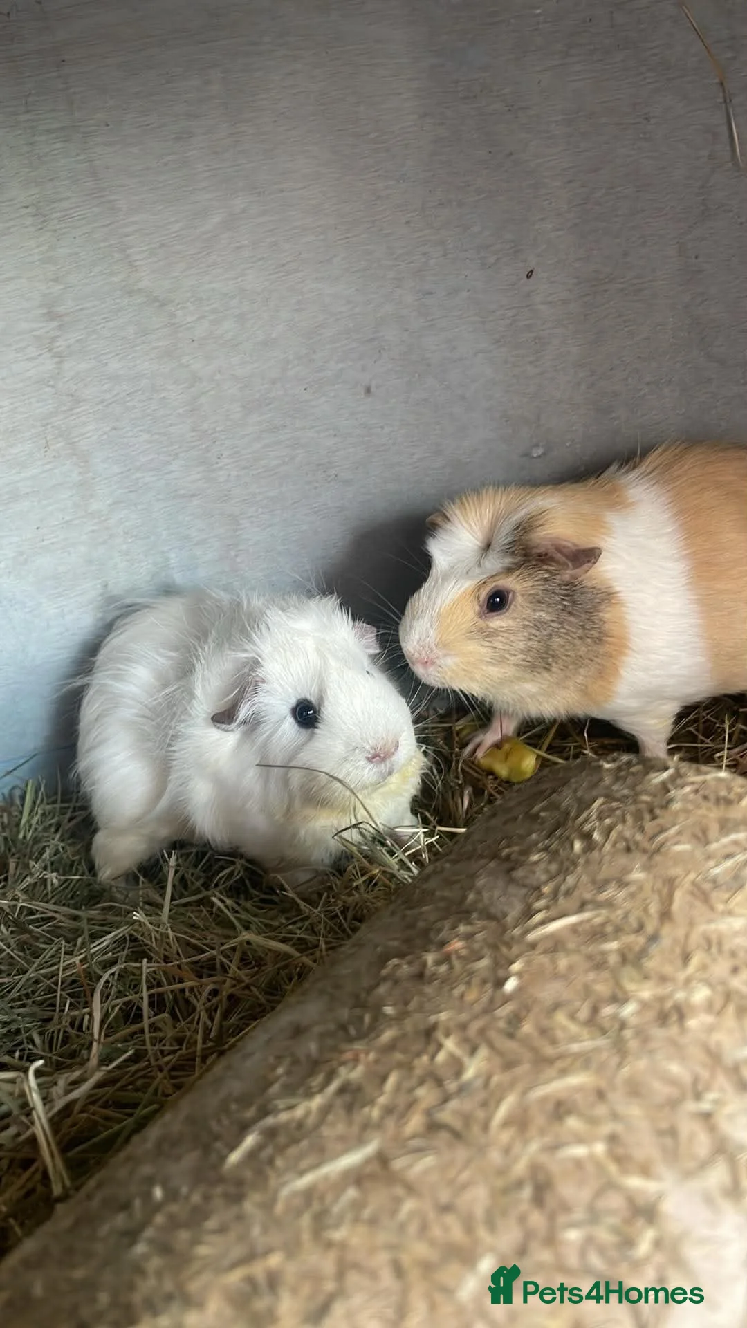 Guinea Pig rodents for sale: Guinea pigs for sale females and males - Advert 1