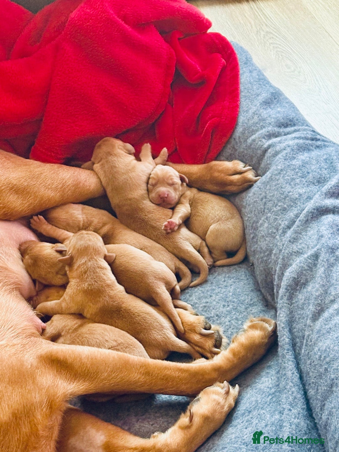 Labrador Retriever dogs for sale: Kc Labrador Retriever Red fox 8 puppies for sale  - Advert 11