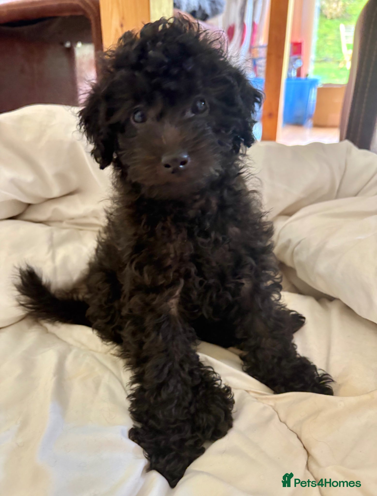 Jackapoo dogs  🐾 Adorable Jackapoo Puppies - 2 remaining 🖤 - Advert 9