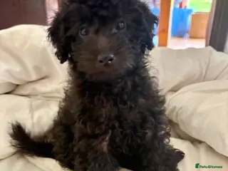 Jackapoo dogs 🐾 Adorable Jackapoo Puppies - 2 remaining 🖤 - Advert 9