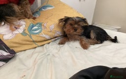 Yorkshire Terrier dogs for sale: Puppies for sale - Image 3