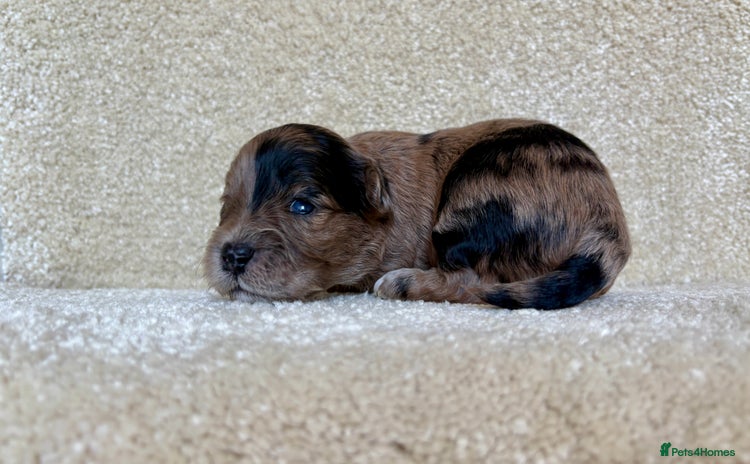 Lhasapoo dogs - Advert 1