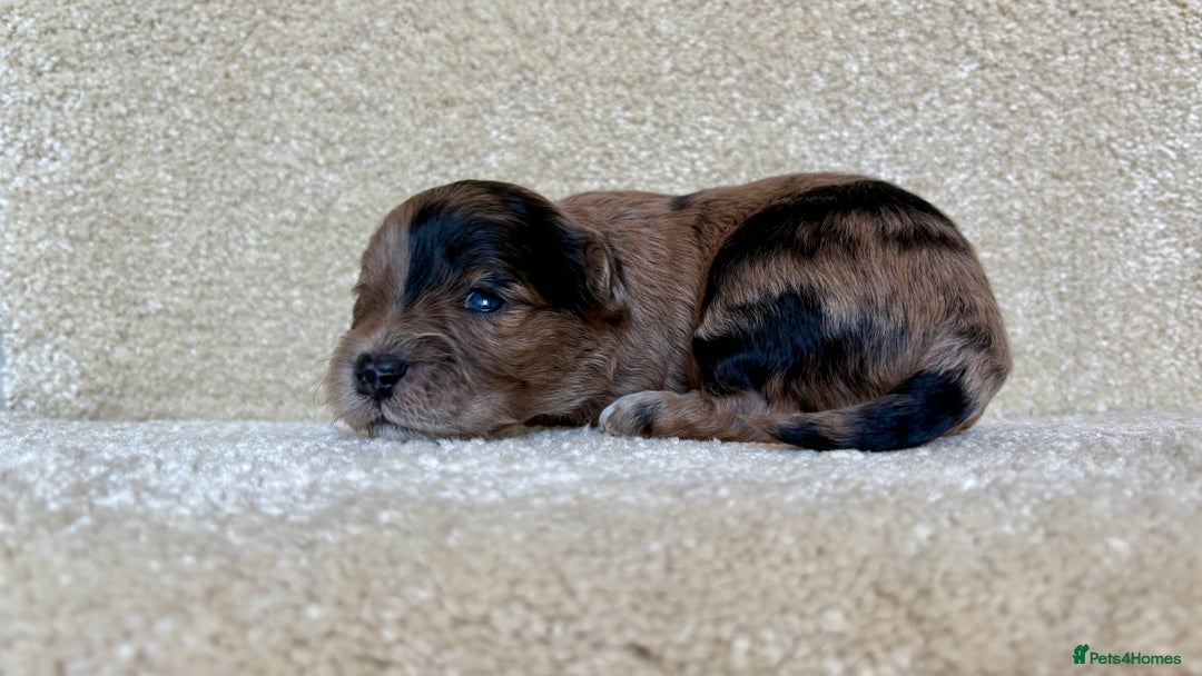 Lhasapoo dogs for sale: 9 stunning lhasapoo’s  - Image 1