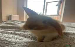 Mini Lion Lop rabbits for sale: Rabbit for sale - Image 6