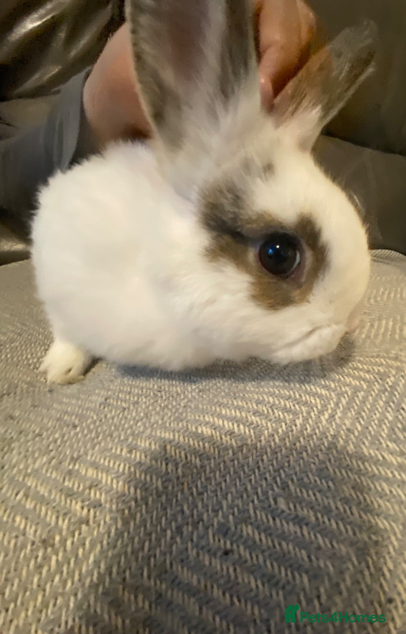 Mixed Breed rabbits Beautiful amazing rabbits  - Advert 14