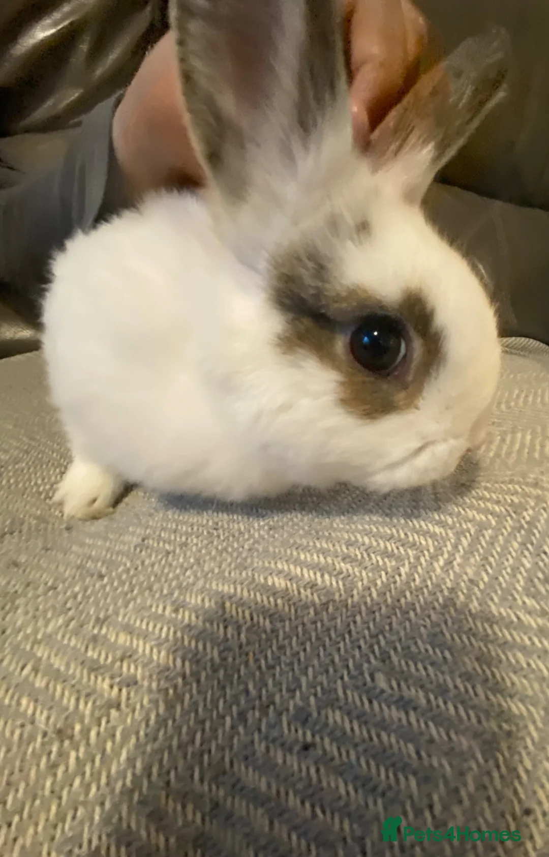 Mixed Breed rabbits for sale: Beautiful amazing rabbits  - Advert 1