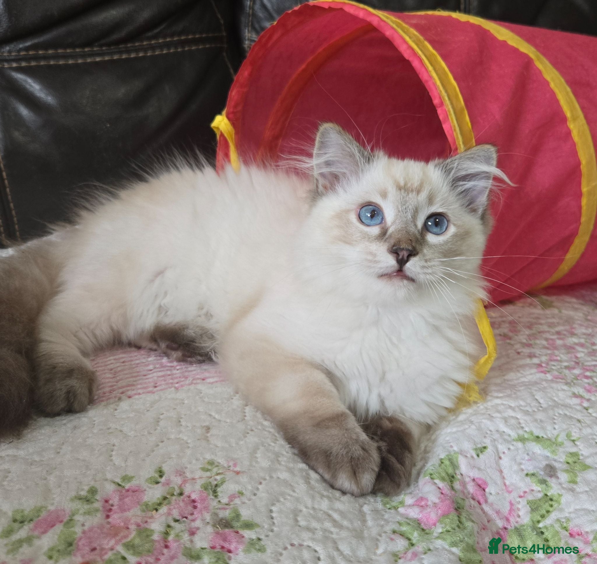 Ragdoll cats REDUCED Gorgeous seal tabby male Ragdoll kittens  - Advert 1