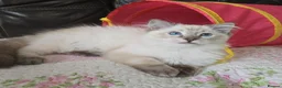 Ragdoll cats for sale: REDUCED Gorgeous seal tabby male Ragdoll kittens  - Advert 2