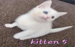 Mixed Breed cats for sale: 4 cute kittens up for sale - Image 4