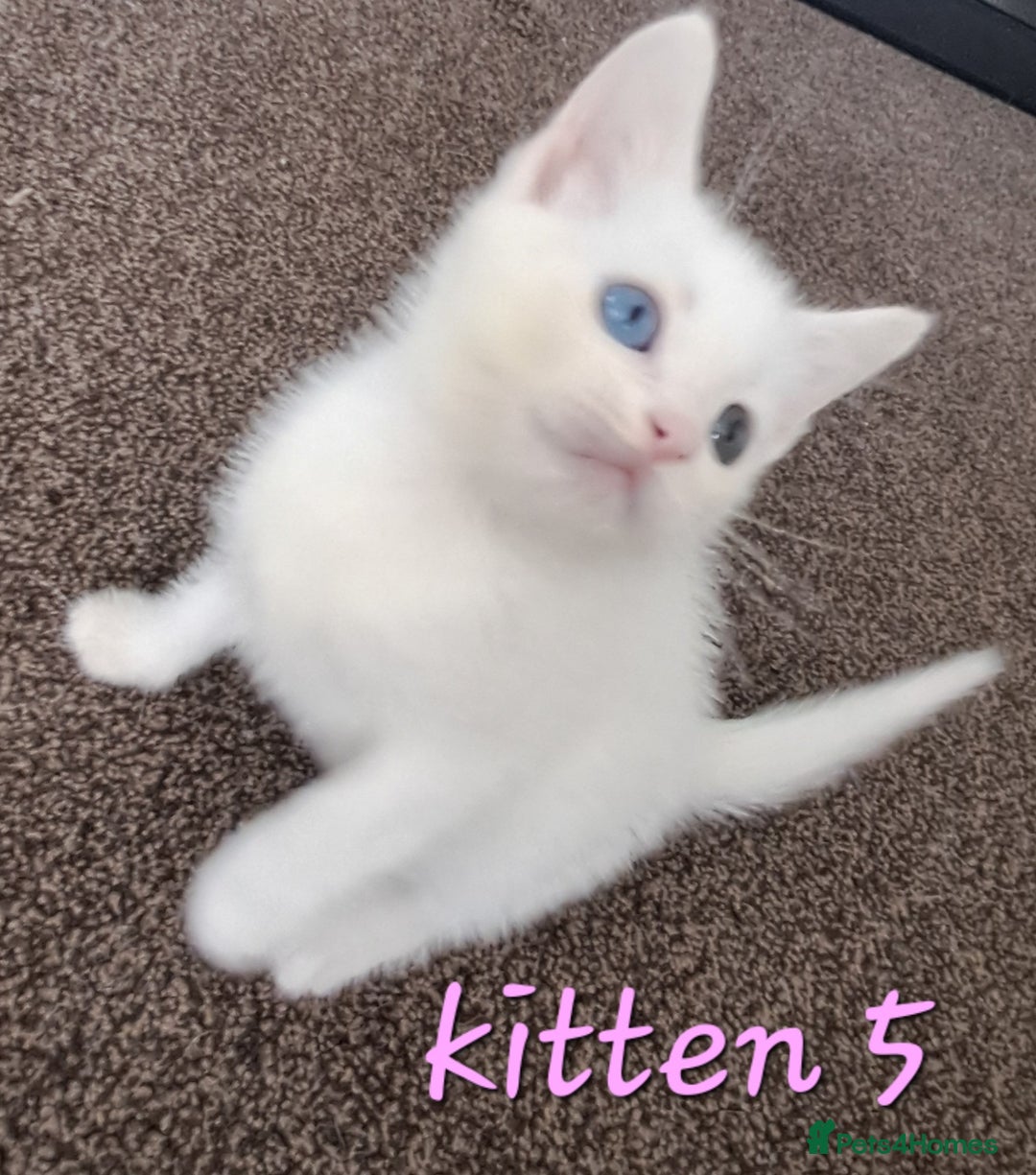Mixed Breed cats for sale: 4 cute kittens up for sale - Image 4
