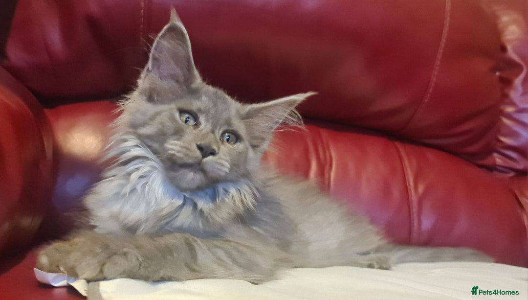 Maine Coon cats for sale: Maine Coon kittens registered with GCCF - Image 2