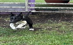 Border Collie dogs for sale: Boarder collie girl puppy - Image 4