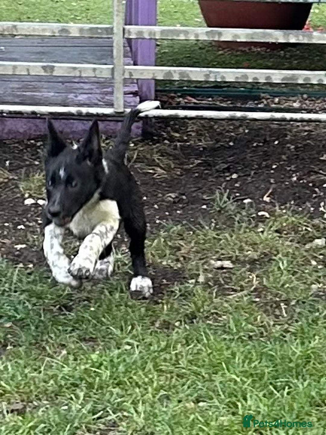 Border Collie dogs for sale: Boarder collie girl puppy - Image 4