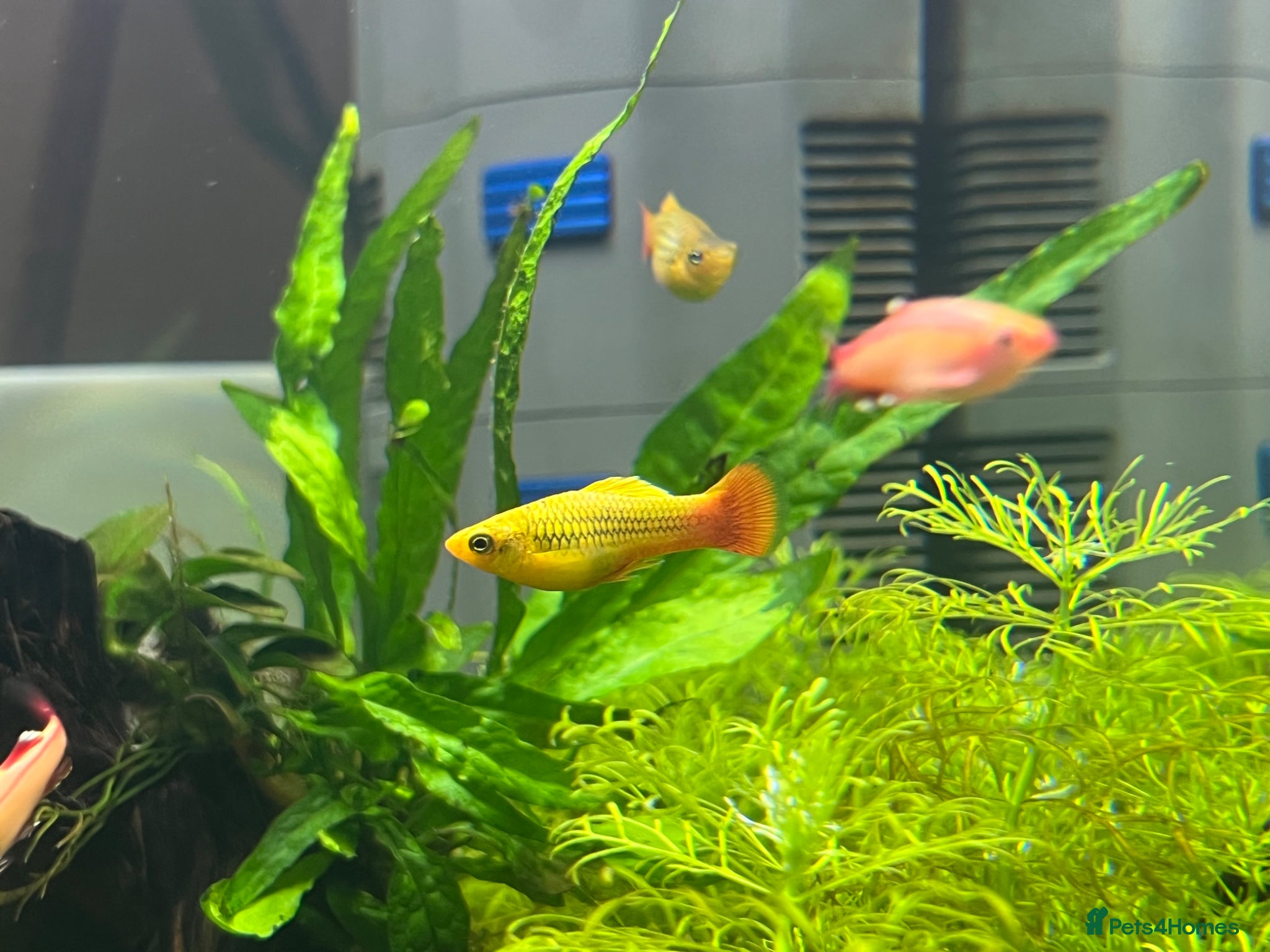 Live Bearers fish 1 male Platy and 8 gold WCMM  - Advert 1