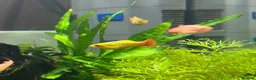 Live Bearers fish for sale: 1 male Platy and 8 gold WCMM  - Advert 1