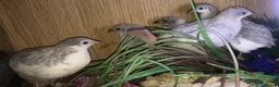 Quail poultry for sale: QUAILS/CHINESE PAINTED BUTTONS ! - Advert 16