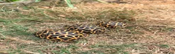 Tortoise reptiles for sale: Indian star tortoise - Advert 2
