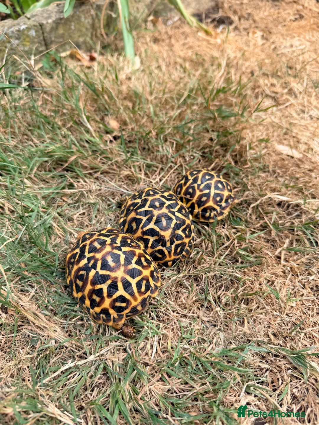 Tortoise reptiles for sale: Indian star tortoise - Advert 2