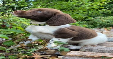 English Springer Spaniel dogs - Advert 6