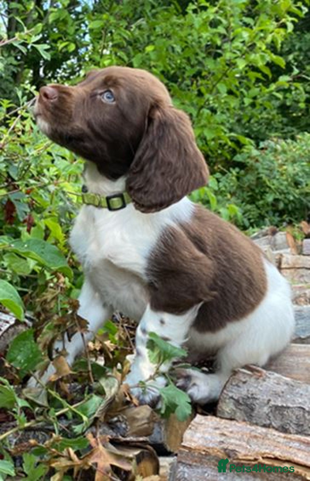 English Springer Spaniel dogs for sale: Working English Springer Spaniel Pups - KC REG - Image 6