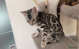 Bengal cats for sale: 🏡Stunning Tica registered Bengal Kittens  🐾 - Image 37