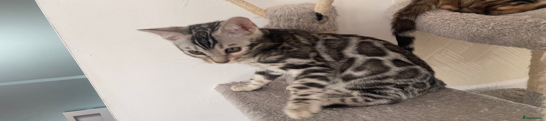 Bengal Kitten 4