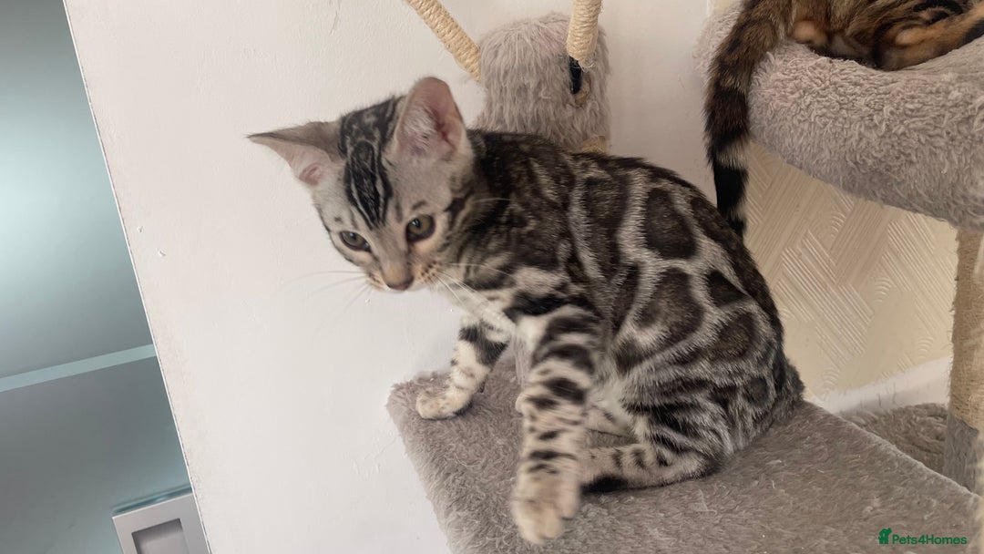 Bengal cats for sale: 🏡Stunning Tica registered Bengal Kittens  🐾 - Image 37