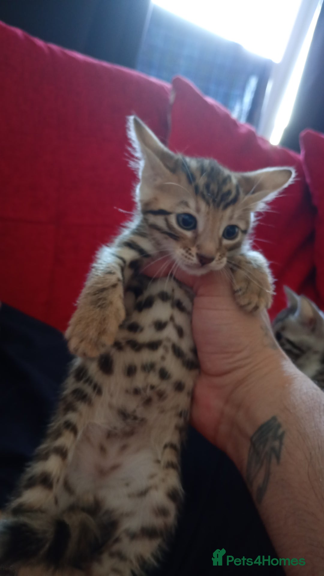 Bengal cats for sale: Silver male Bengal  - Image 2