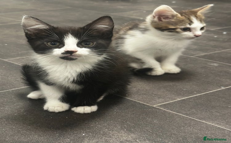 Mixed Breed cats - Advert 7