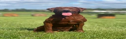 Labrador Retriever dogs for stud: PROVEN DARK RED FULLY HEALTH TESTED LABRADOR STUD - Advert 6