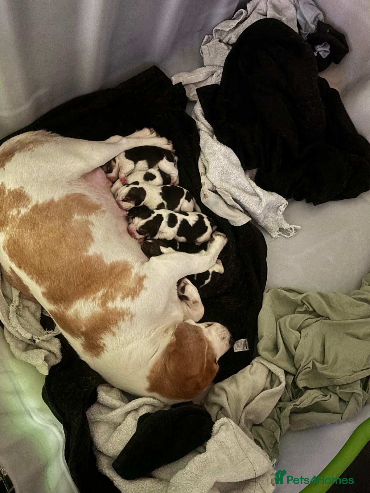 Beagle dogs Pure bred beagle girls - Advert 16