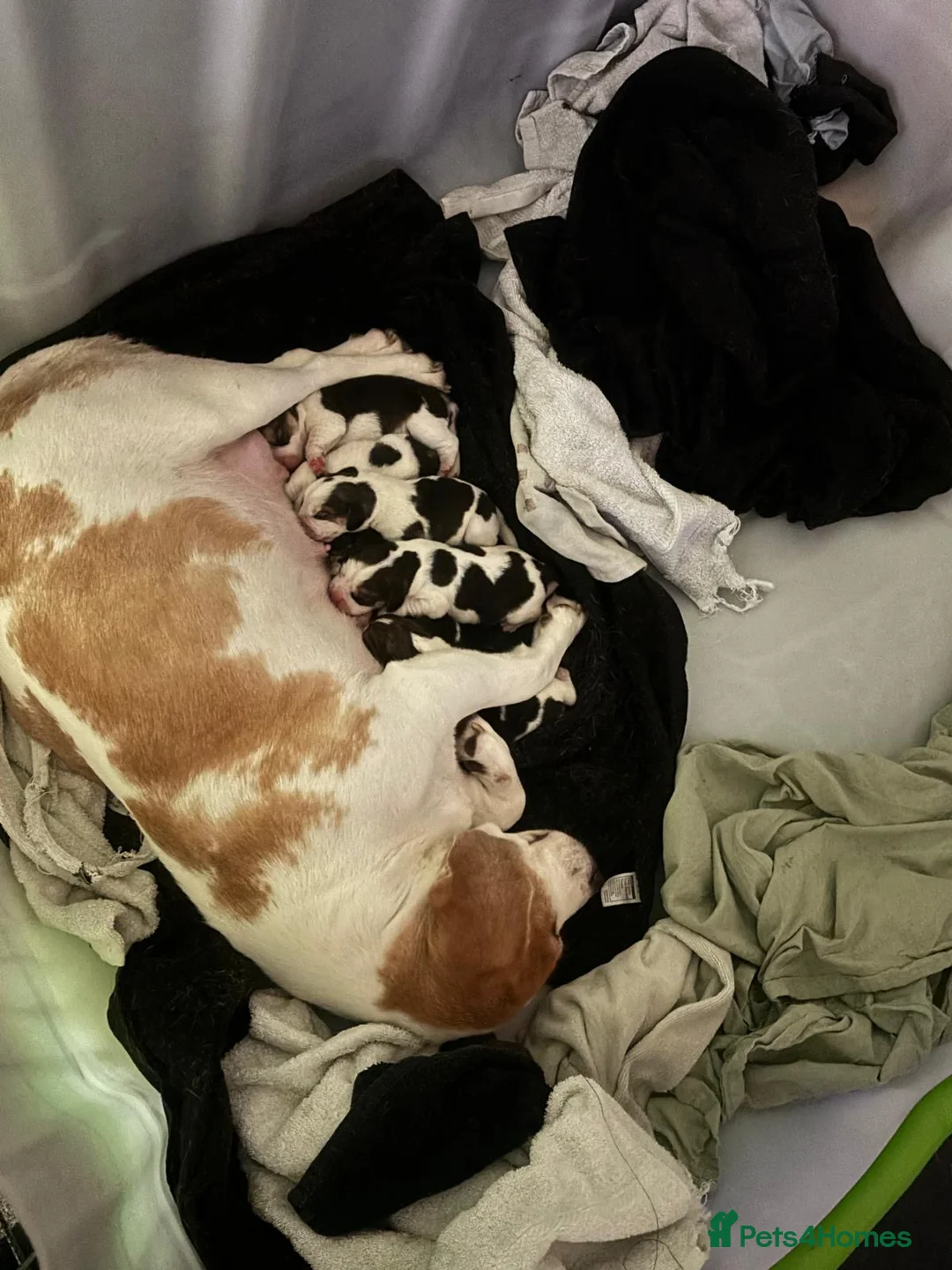 Beagle dogs for sale: Pure bred beagle girls - Advert 1