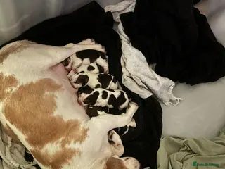 Beagle dogs Pure bred beagle girls - Advert 1