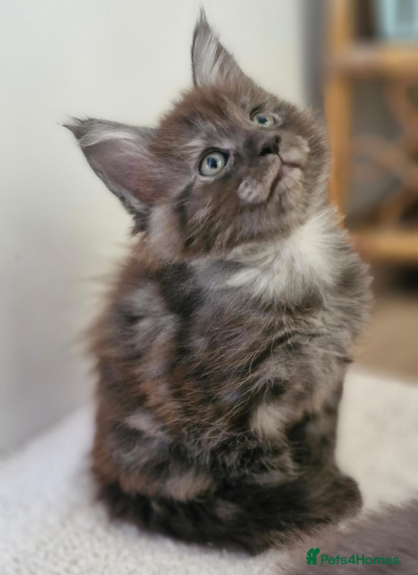 Maine Coon cats for sale: Dear Maine Coon kittens are looking for new homes! - Advert 2