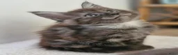 Maine Coon cats for sale: Dear Maine Coon kittens are looking for new homes! in Boston - Advert 2