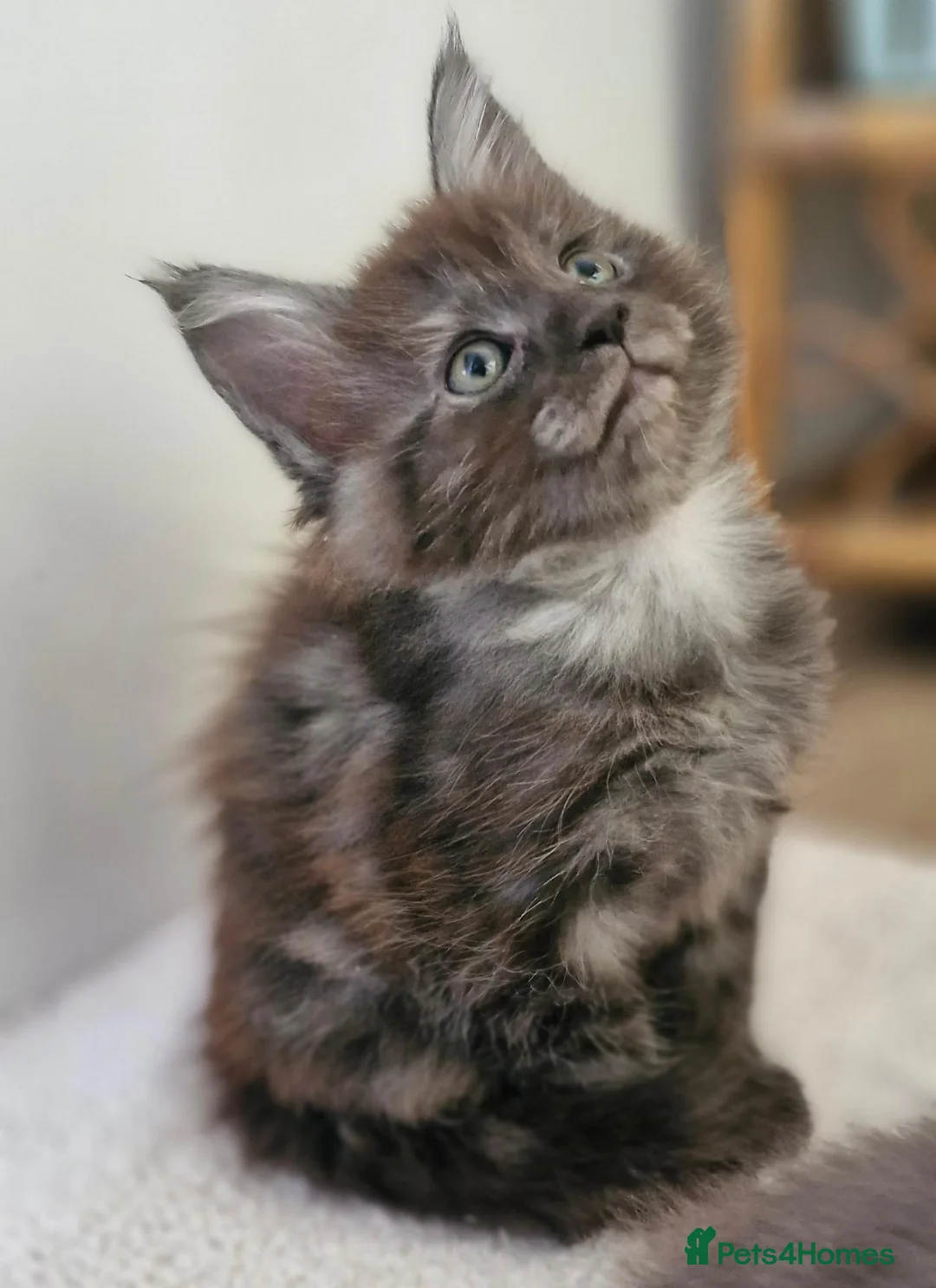Maine Coon cats for sale: Dear Maine Coon kittens are looking for new homes! in Boston - Advert 2