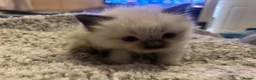 Ragdoll cats for sale: Beautiful ragdoll kittens  - Advert 7