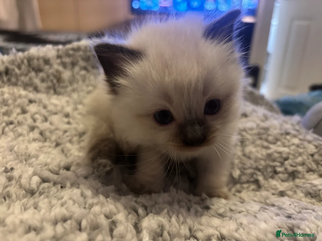 Ragdoll cats for sale: Beautiful ragdoll kittens  - Advert 7